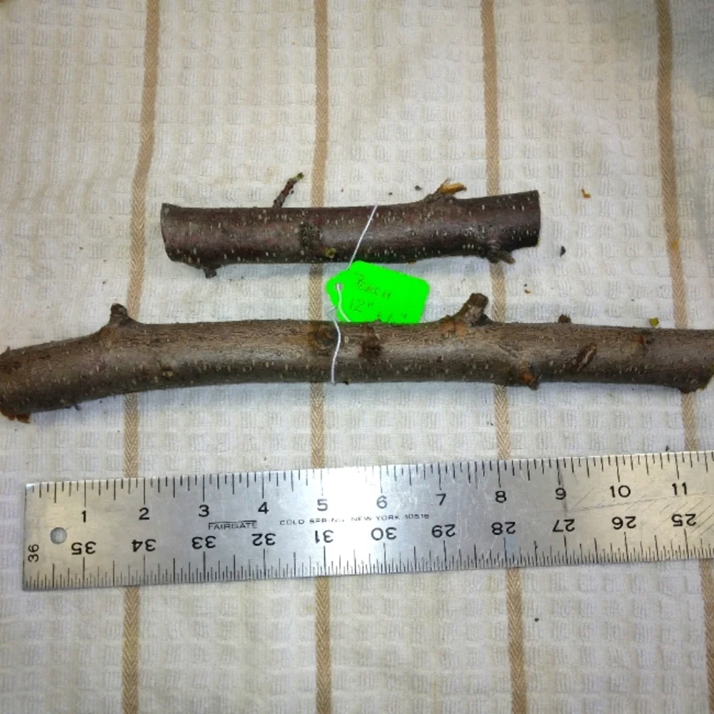 Peach Tree Branches for Crafting Isopods Reptiles Terarrium Jararrium Vivarium